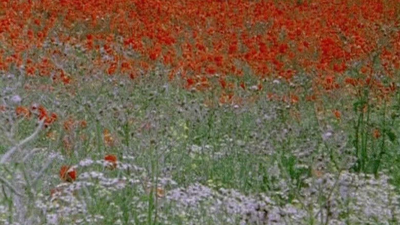 кадр из фильма Hic rosa, partition botanique