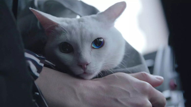 кадр из фильма 吾輩は猫である!