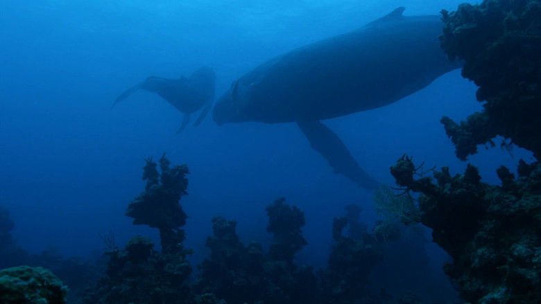 кадр из фильма Atlantic: The Wildest Ocean on Earth