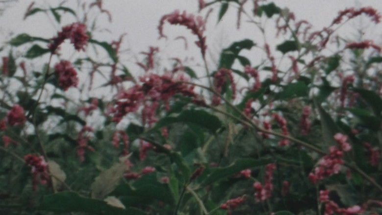 кадр из фильма 風景の死滅