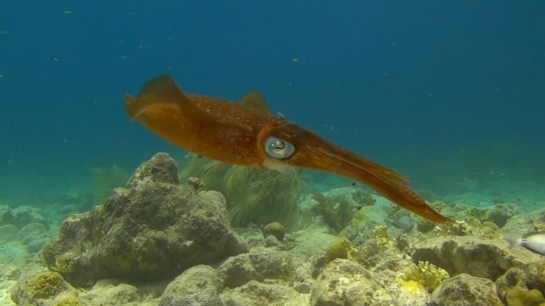 Удивительный океан 3D