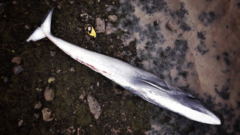 кадр из фильма What Killed the Whale?