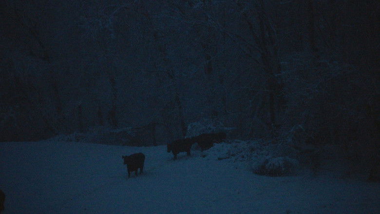 кадр из фильма The Human Hibernation