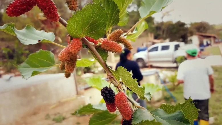 кадр из фильма Natureza