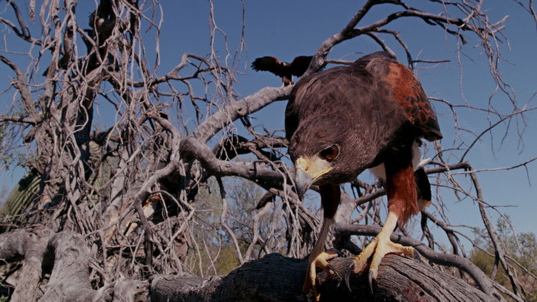 кадр из фильма BBC Маленькие Гиганты