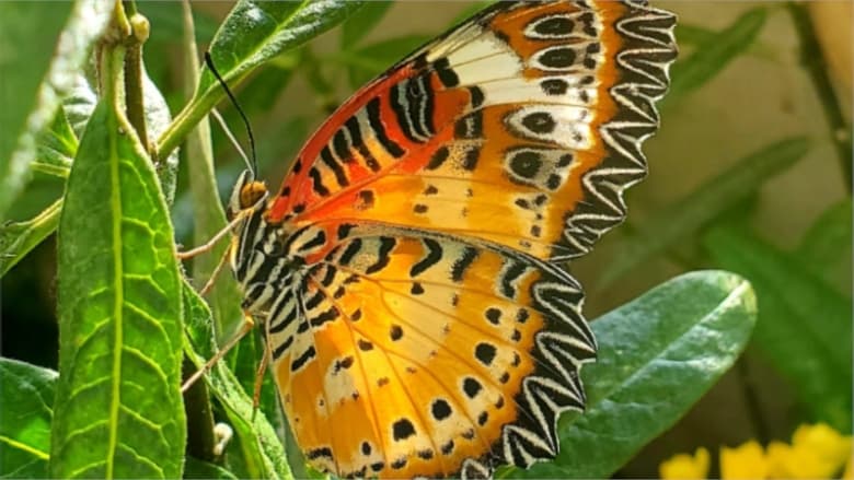 кадр из фильма Devenir papillon