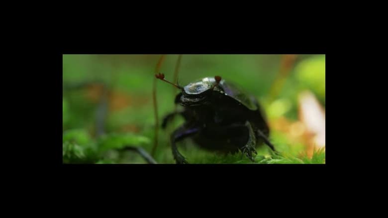 кадр из фильма Amiről a fák suttognak