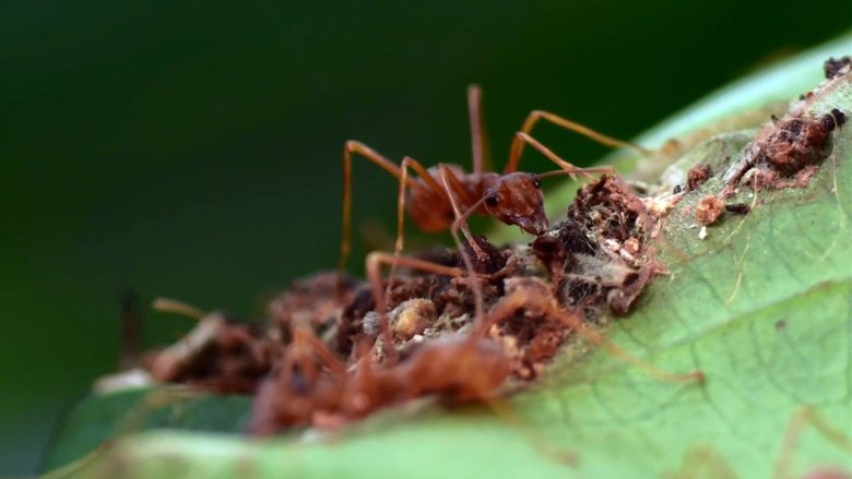 кадр из фильма Осажденная крепость