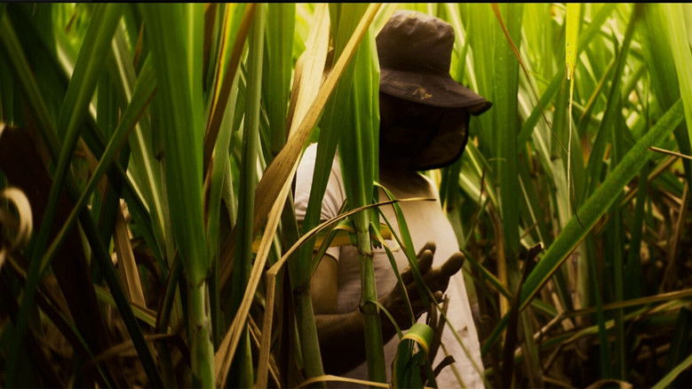 кадр из фильма El Silbido del Cañaduzal