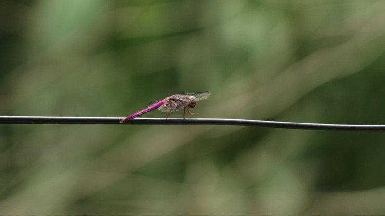 кадр из фильма Uma libélula vermelha