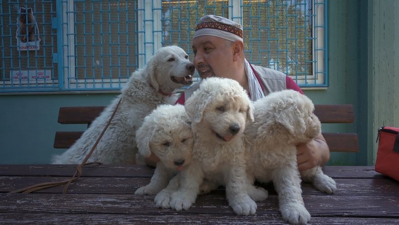 кадр из фильма Ki kutyája vagyok én?