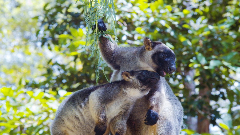 кадр из фильма Tree Kangaroos: Ghosts of the Forest