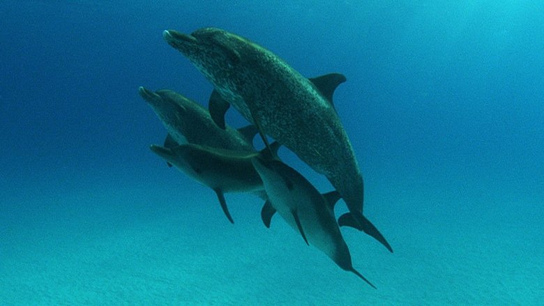 кадр из фильма Бухта