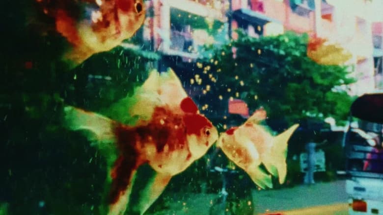 кадр из фильма ပိုးဖလံယင်းကတေး