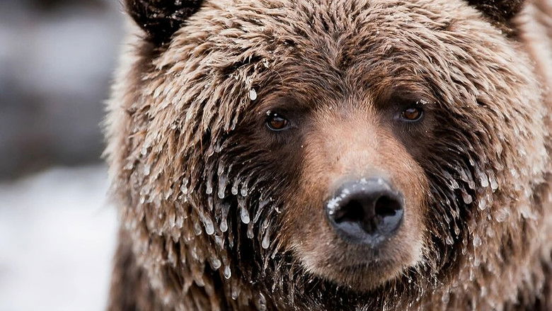 кадр из фильма Wild Canada