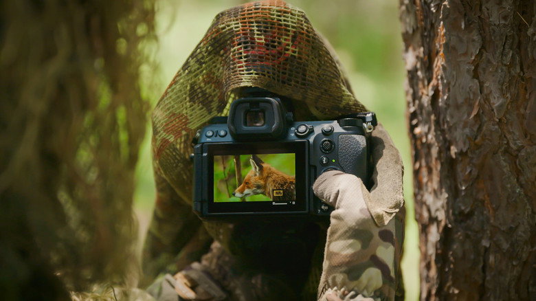 кадр из фильма The Secret Life of Fox Cubs