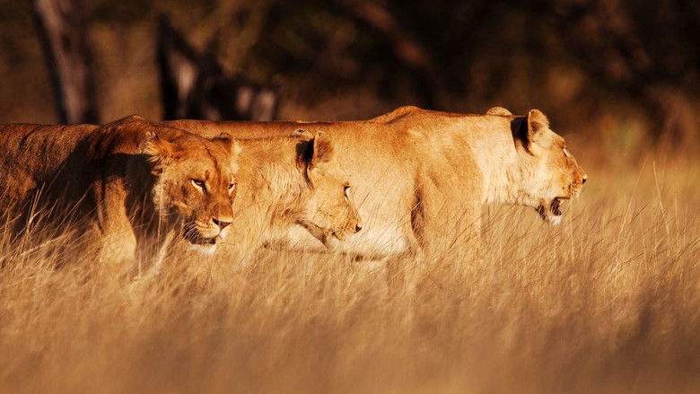 кадр из фильма Wild Botswana