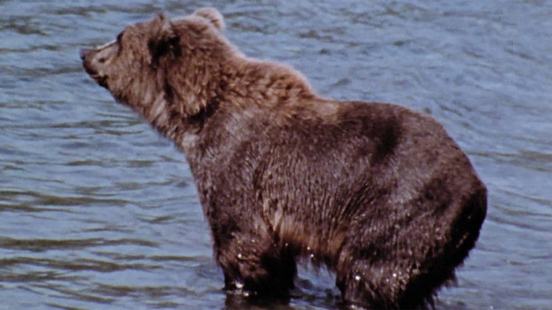 кадр из фильма Hinterland Who's Who: Grizzly