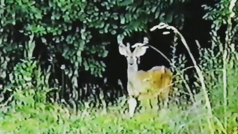 кадр из фильма Homeopathic Remedies for Blindness