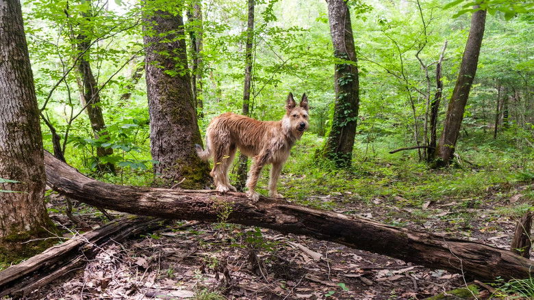 кадр из фильма The Science Adventures of Tom & Huck