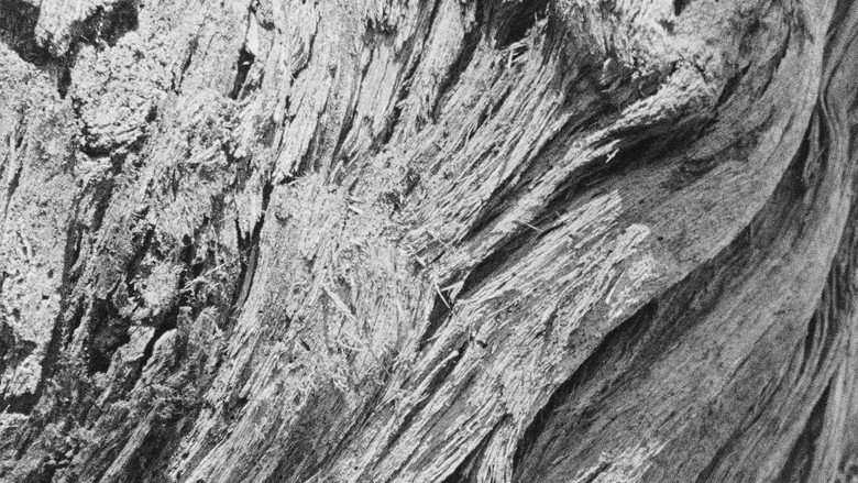 кадр из фильма How To Build A Forest