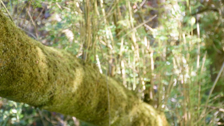 кадр из фильма I'll See You Again