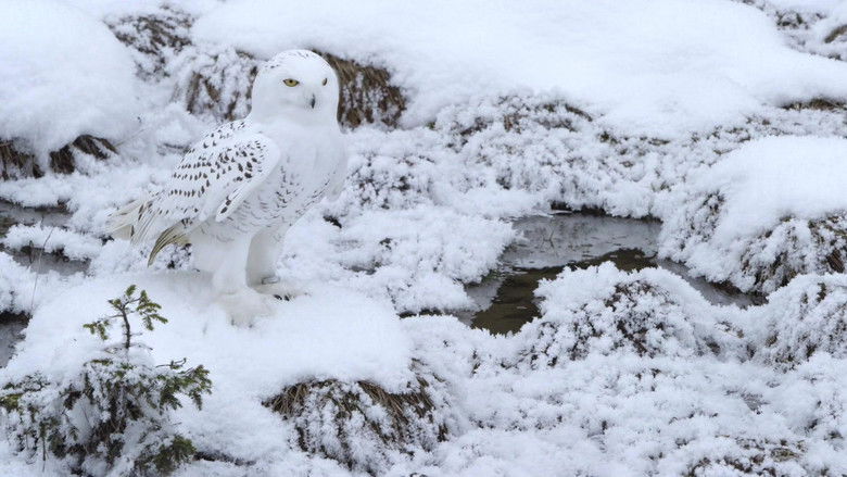 кадр из фильма A Winter's Tale: The Journey Of The Snowy Owls