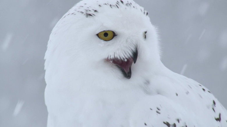 кадр из фильма A Winter's Tale: The Journey Of The Snowy Owls