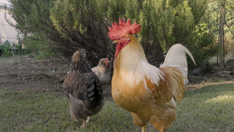 집에 살던 새는 모두 어디로 갔을까