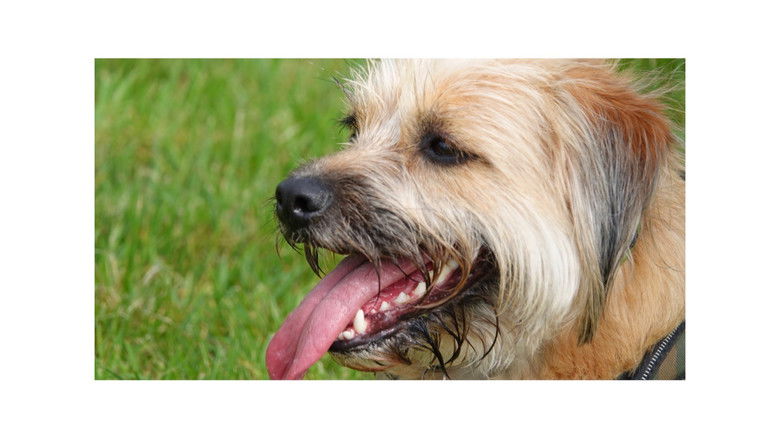 кадр из фильма The Pebble