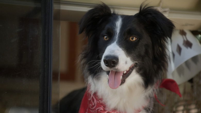 кадр из фильма A Dog Named Duke