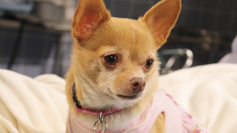 кадр из фильма Chihuahua: The Movie