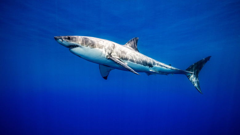 кадр из фильма United Sharks of America