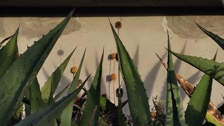 кадр из фильма Corazón de Maguey