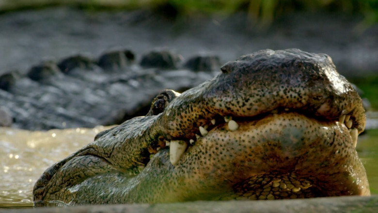 кадр из фильма Wild Florida