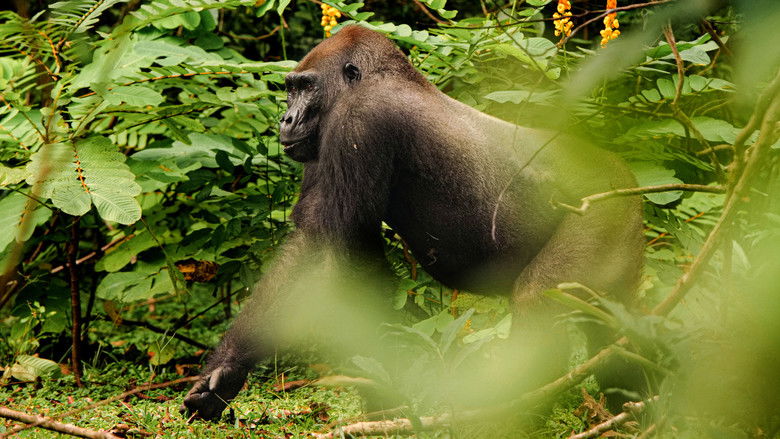 кадр из фильма Gorillas Close Up