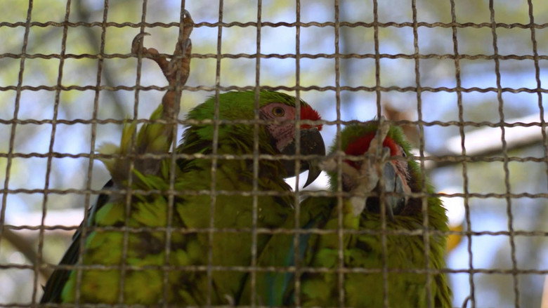 кадр из фильма Guacamayas: El vuelo en una ciudad que no deja de crecer