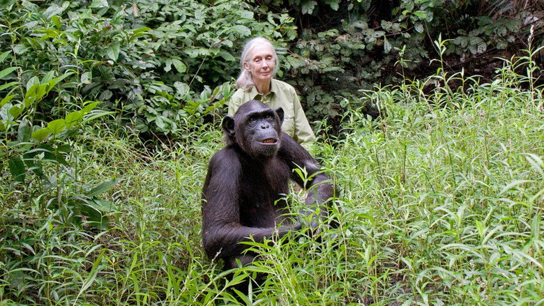 кадр из фильма Schimpansen im Kongo mit Jane Goodall