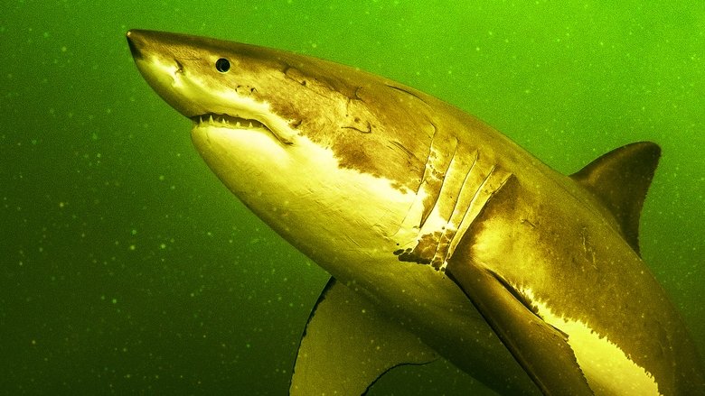 кадр из фильма Возвращение белой акулы