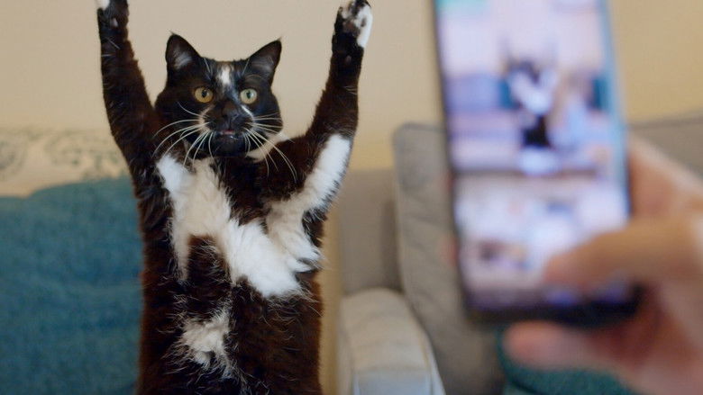 кадр из фильма Котики