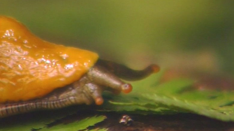 кадр из фильма Banana, Banana, Banana Slugs!
