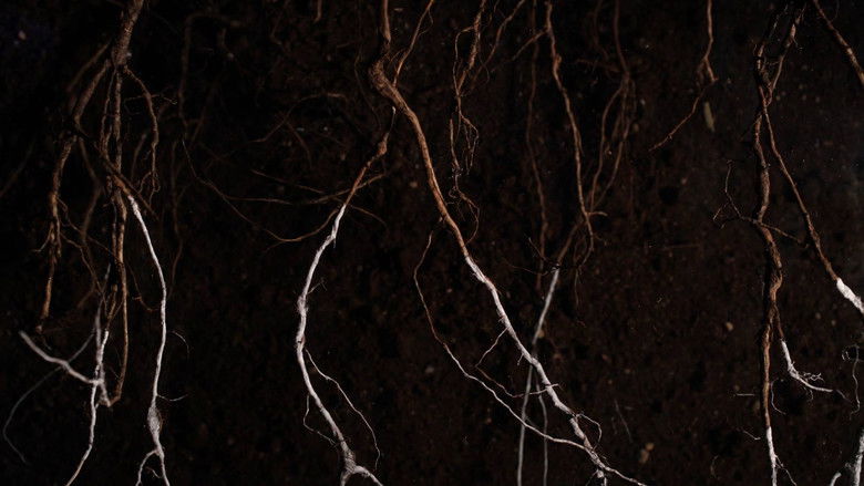 кадр из фильма Juured