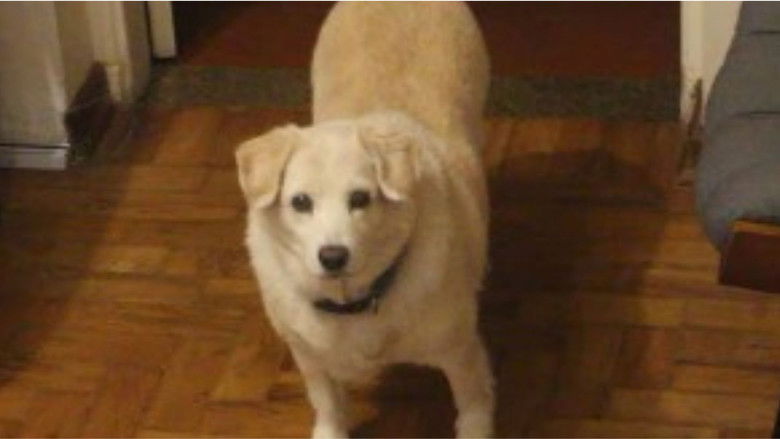 кадр из фильма Miranda: Natureza Maligna