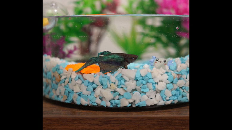 кадр из фильма Figura Ornamental Decorativa