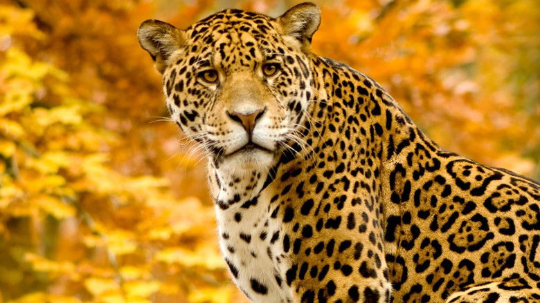 Attack of the Big Cats