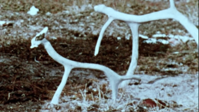 кадр из фильма Netsilik Eskimo, II: At the Caribou Crossing Place