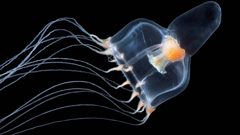 кадр из фильма Méduses les souveraines des océans
