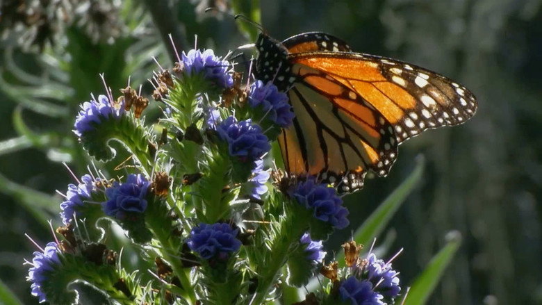 кадр из фильма Butterfly Town, USA