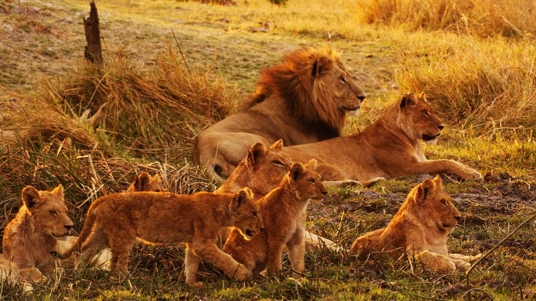 кадр из фильма Wild Botswana