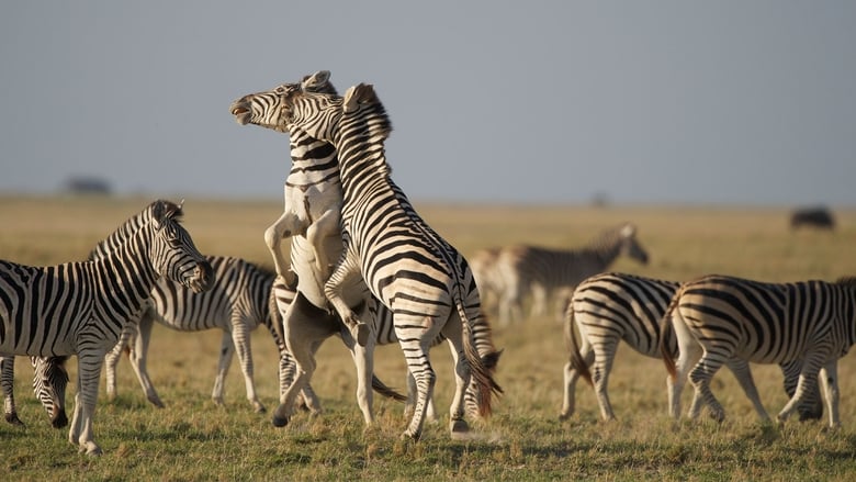 кадр из фильма Nature: Great Zebra Exodus